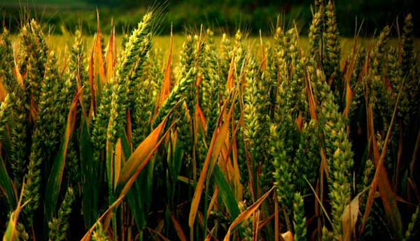 Wheat Cash Crop irrigation