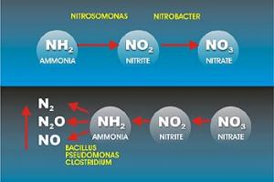 Nitrification Process