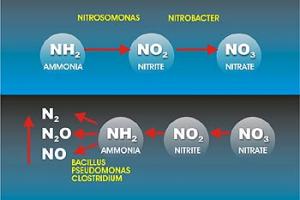 Nitrification Process